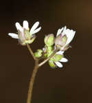 Spring draba